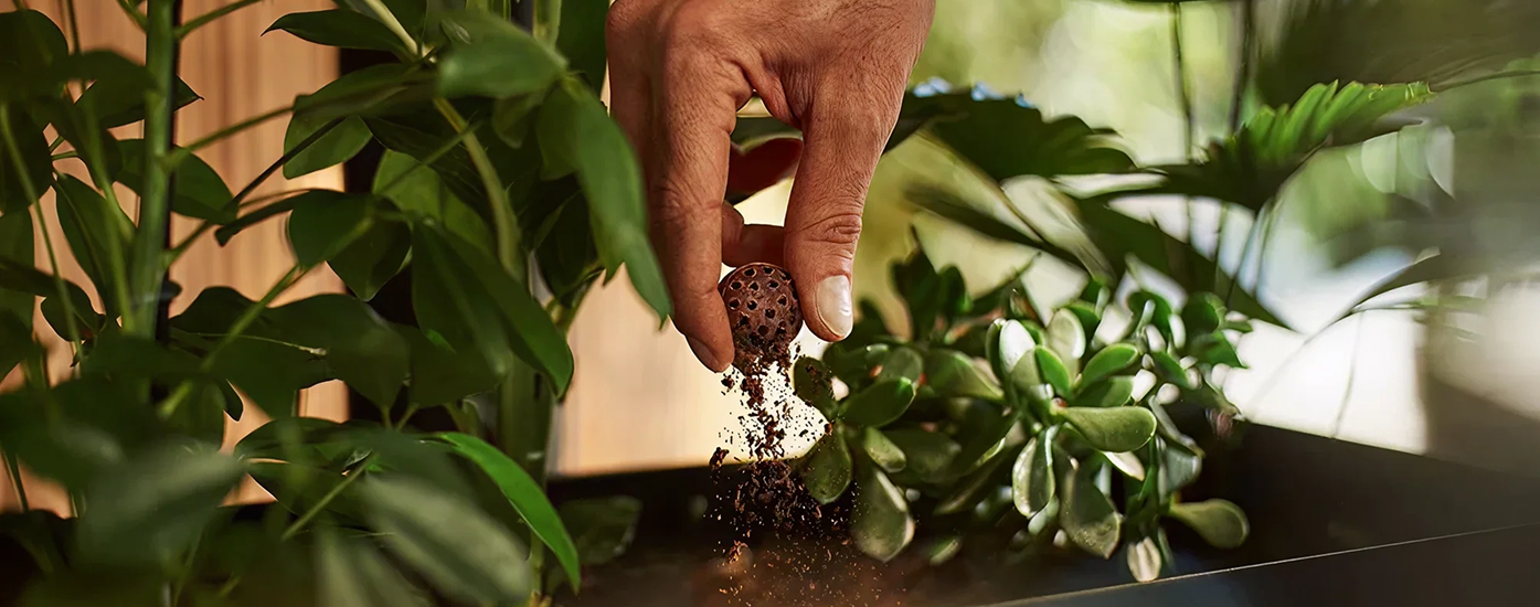 CoffeeB composting in house plants